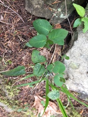 Lonicera hispidula