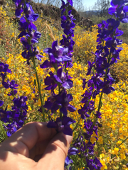 Delphinium uliginosum