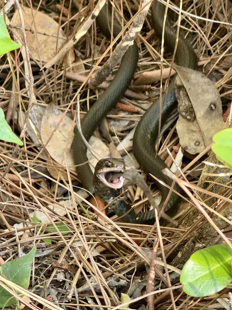Southern Black Racer from Water Catchment Area, West Palm Beach, FL, US ...