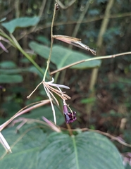 Marantochloa purpurea