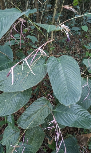 Marantochloa purpurea, photograph 1