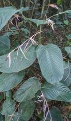 Marantochloa purpurea, photograph Ben Keen, CC0, iNaturalist via GBIF