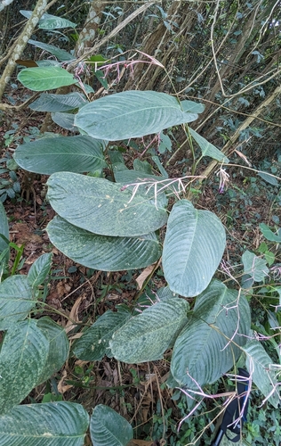 Marantochloa purpurea, photograph 3