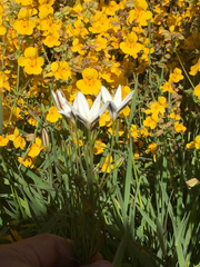 Triteleia peduncularis