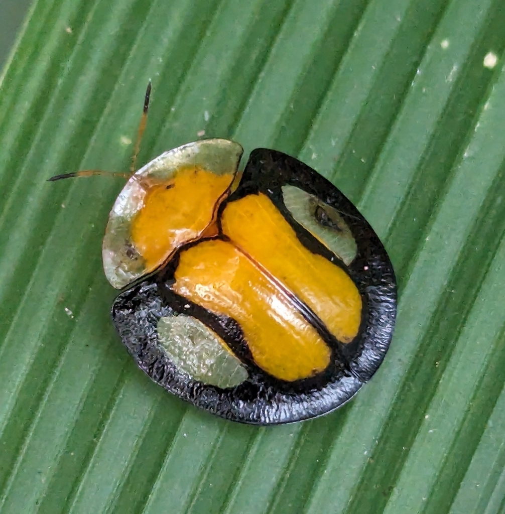 Aspidimorpha bimaculata