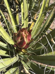 Yucca baccata baccata