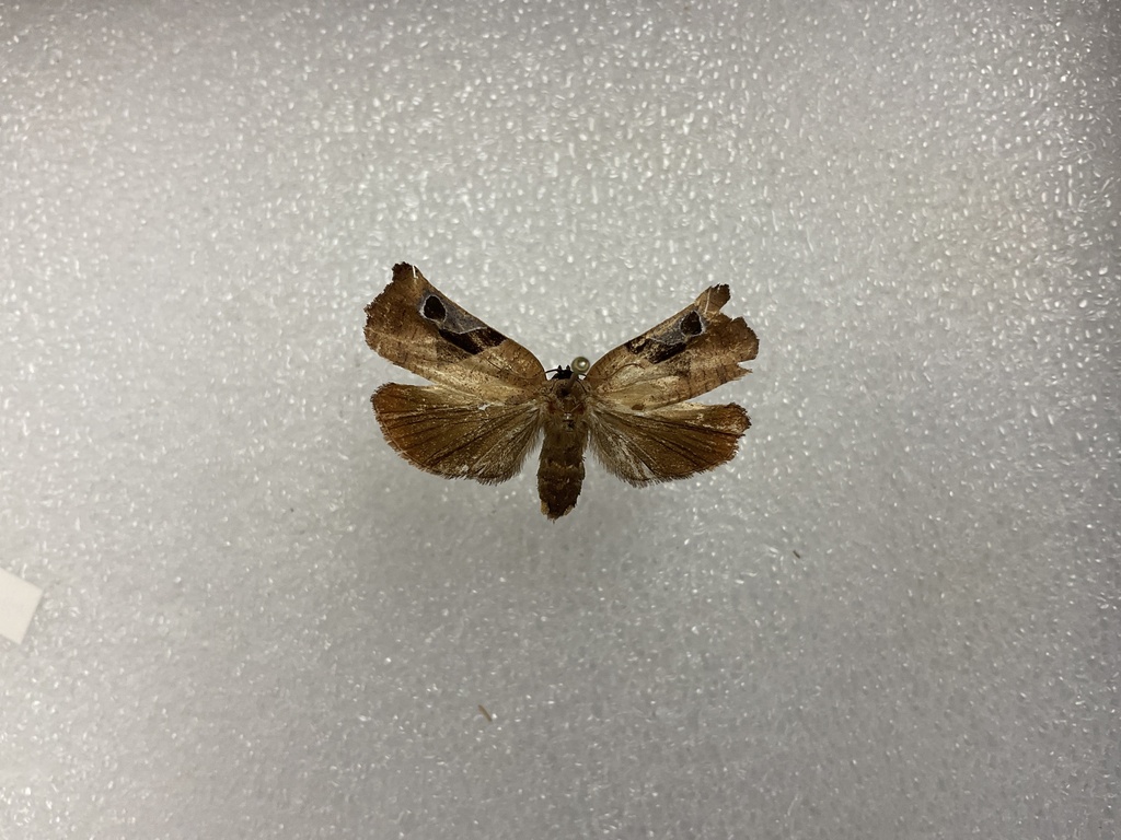 Anacrusis aulaeodes