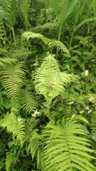 Takydromus formosanus