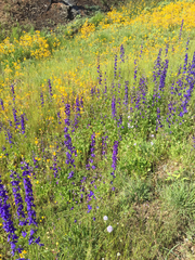 Delphinium uliginosum