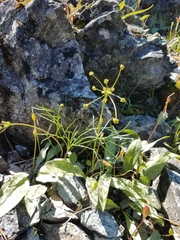 Lomatium marginatum marginatum