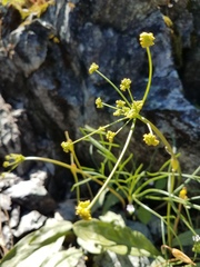 Lomatium marginatum marginatum