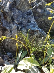 Lomatium marginatum marginatum