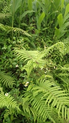 Takydromus formosanus