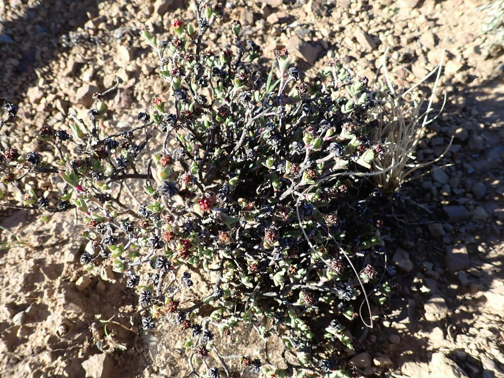 Ruschia hamata (Haw.) Schwantes 3