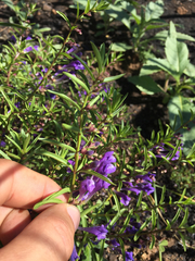 Scutellaria siphocampyloides