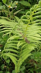 Takydromus formosanus