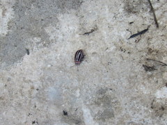 Kuschelina petaurista