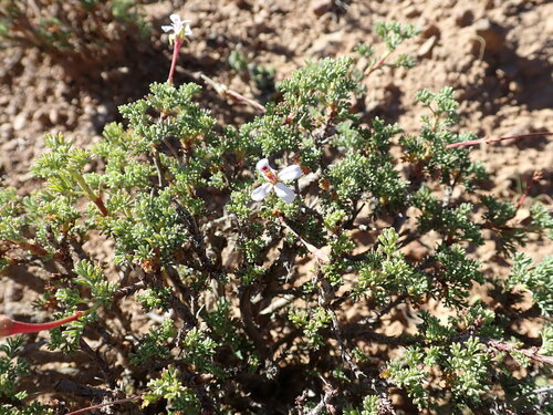 Southernwood-leaved pel (Pelargonium abrotanifolium)