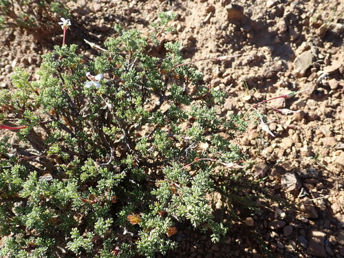 Image of Pelargonium abrotanifolium by (c) timharris, some rights reserved (CC BY)
