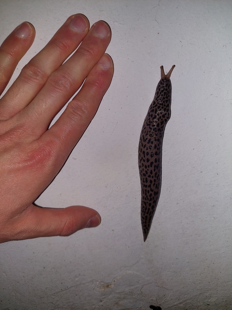 Limax conemenosi