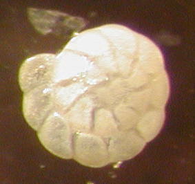 Ammonia batava