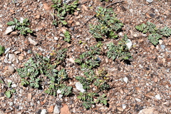 Sanicula bipinnatifida