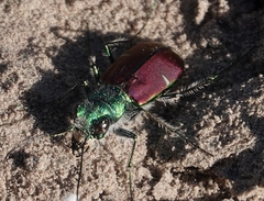 Cicindela splendida