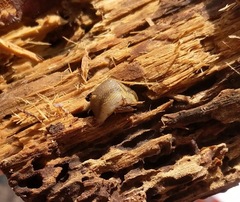 Arion fasciatus