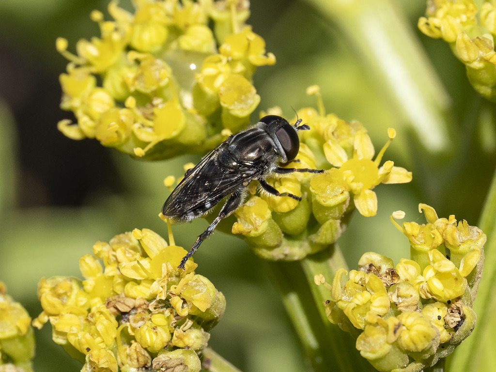 Eumerus nivariae