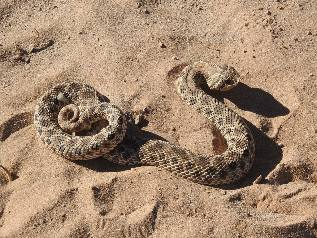 Mexican Hognose Snake from Doña Ana County, NM, USA on October 22, 2021 ...