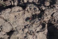 Cicindela splendida