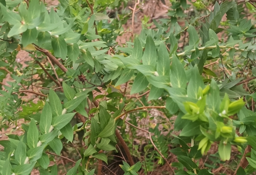 Hypericum reflexum (Hypericum reflexum)