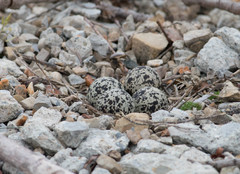 Charadrius vociferus