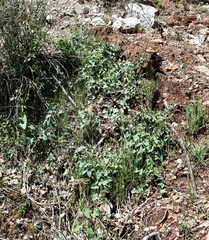 Calystegia occidentalis