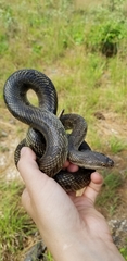 Lampropeltis