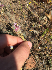 Castilleja densiflora