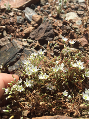 Sabulina californica