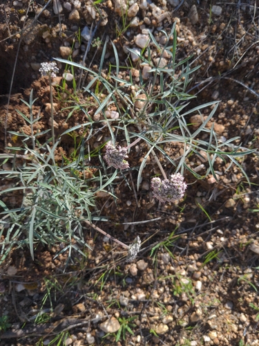 Image of Lomatium nevadense by (c) Bruce Hartman, some rights reserved (CC BY)