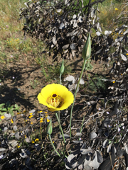 Calochortus superbus