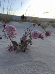 Abronia angustifolia