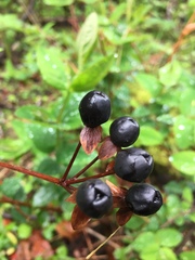 Hypericum androsaemum