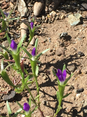 Githopsis specularioides