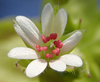 Greater Chickweed - Photo (c) Thomas Gyselinck, some rights reserved (CC BY), uploaded by Thomas Gyselinck