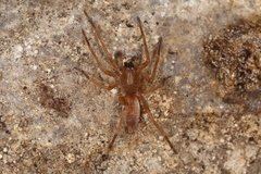 Clubiona terrestris
