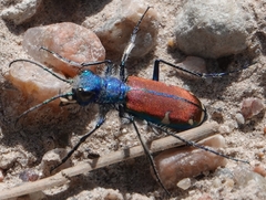 Cicindela splendida