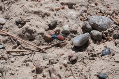 Cicindela splendida