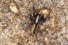 Alopecosa pulverulenta