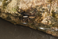 Alopecosa pulverulenta