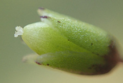 Smallflower Starwort (Stellaria apetala)