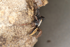 Alopecosa pulverulenta